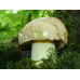 Мицелий Боровика желтого/Полубелый гриб (Boletus impolitus)